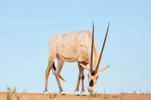 Animais que voltaram à vida