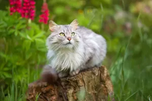 Язык вашего кота