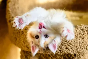 Seu gato está te imitando