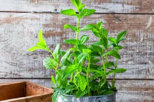 Les plantes se défendent