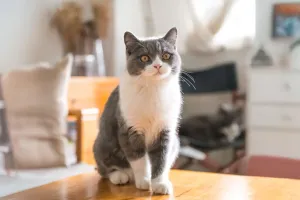 Load failed