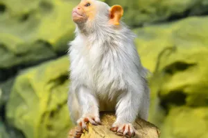 Silver Tree Monkey
