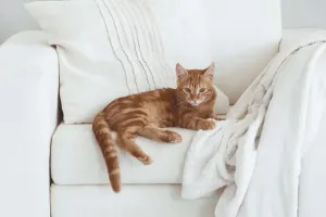 Load failed