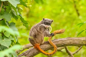 Tamarin móka