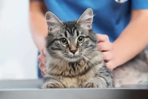 Tierische Forschung