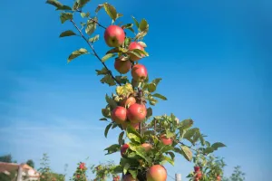 Frutas Jugosas