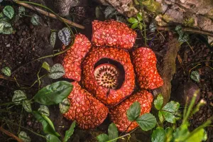 Gigantische Rafflesia