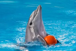 Minte Animală