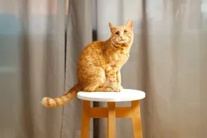 Язык вашего кота