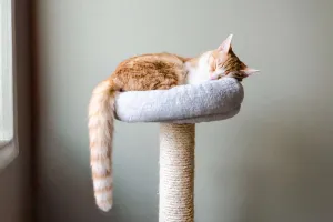 Load failed