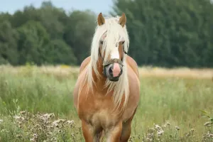 仲間たち馬の理解