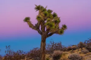 Desert Plants