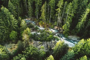 Forests and Climate Change