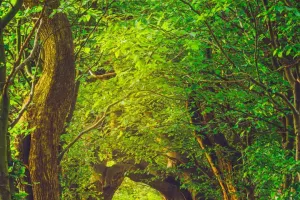 The Vital Role of Plants