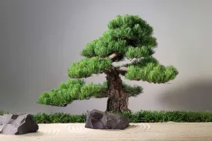 Mastering Bonsai