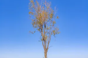Load failed