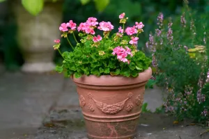 Faites durer la floraison