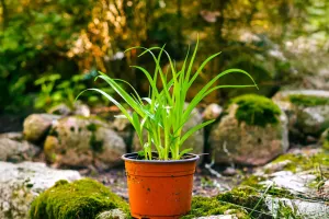L’armure des plantes