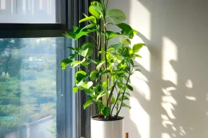 La lumière parfaite