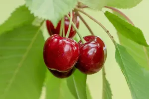 Cherry Love Life