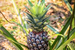 Pineapple Fun