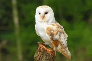 Lives of Nocturnal Animals