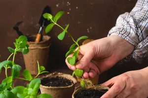 Beginner Plant Growers