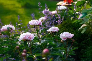 Flowering Clocks