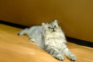 Load failed