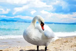 Elegancia Alada