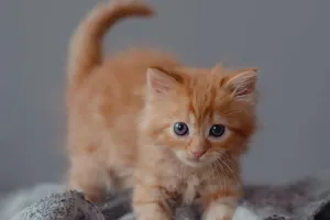 Тёплый сон — тёплое сердце