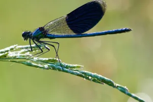 Gratioase si fascinante