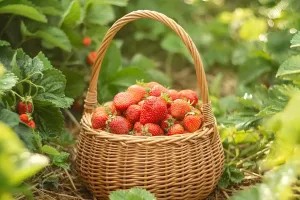 Doğal Güzelliğin Anahtarı