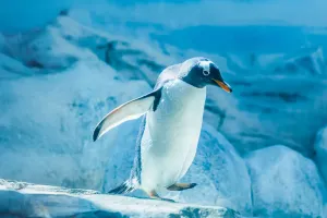 Buzun Altındaki Sevgi