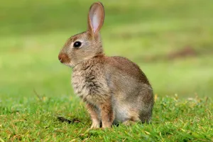 Идеальный кролик