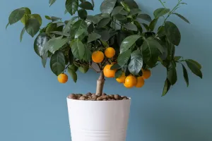 A laranjeira que inspira