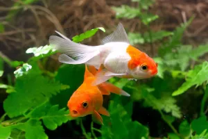 Мир под водой