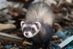 Кража по-хорьковски