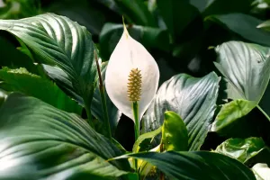La beauté d'une fleur