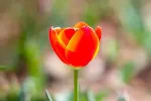 Le rouge qui inspire