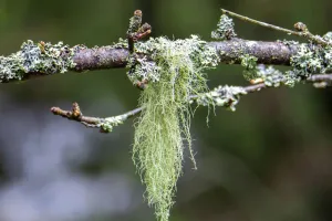 Plantes dans les airs