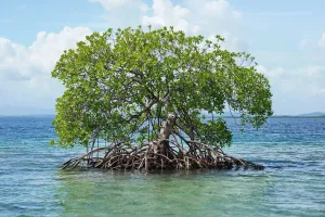 Les survivants des marées