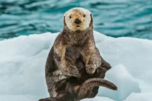 Eszközhasználó Állatok