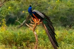 Зов дикого Яла