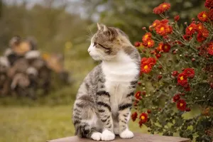 Лечение от питомцев