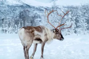 Surviving Arctic Frost