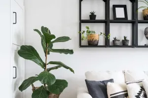 A selva dentro de casa