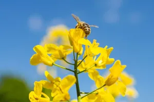 O som secreto das plantas