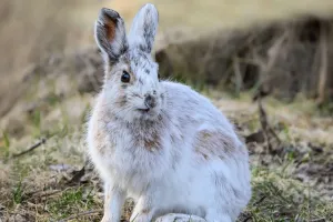 Цвет — секрет природы