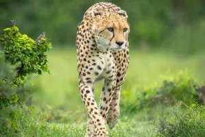 Рождённые мчаться